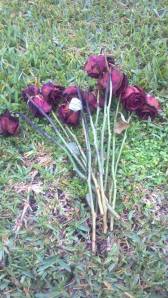 1488246_10202797823050871_1390642080_n